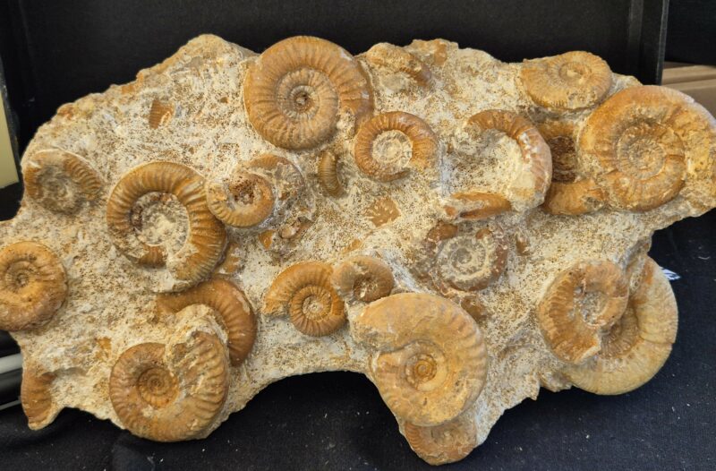 Ammonites St Laon