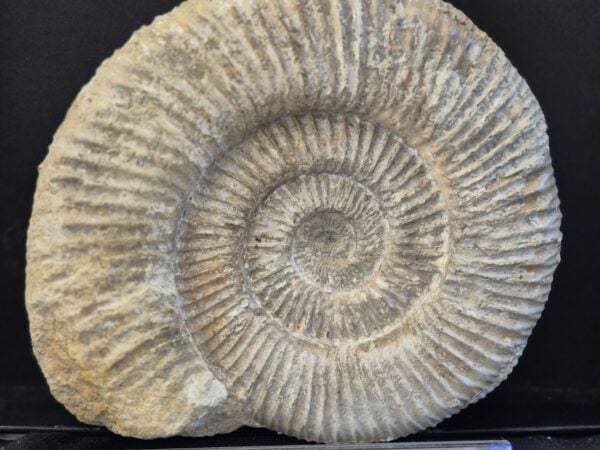 Subdiscosphinctes