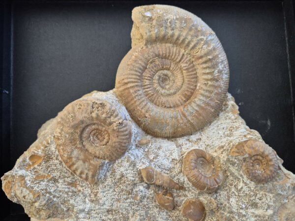 Choffatia Hecticoceras Eocoptycius