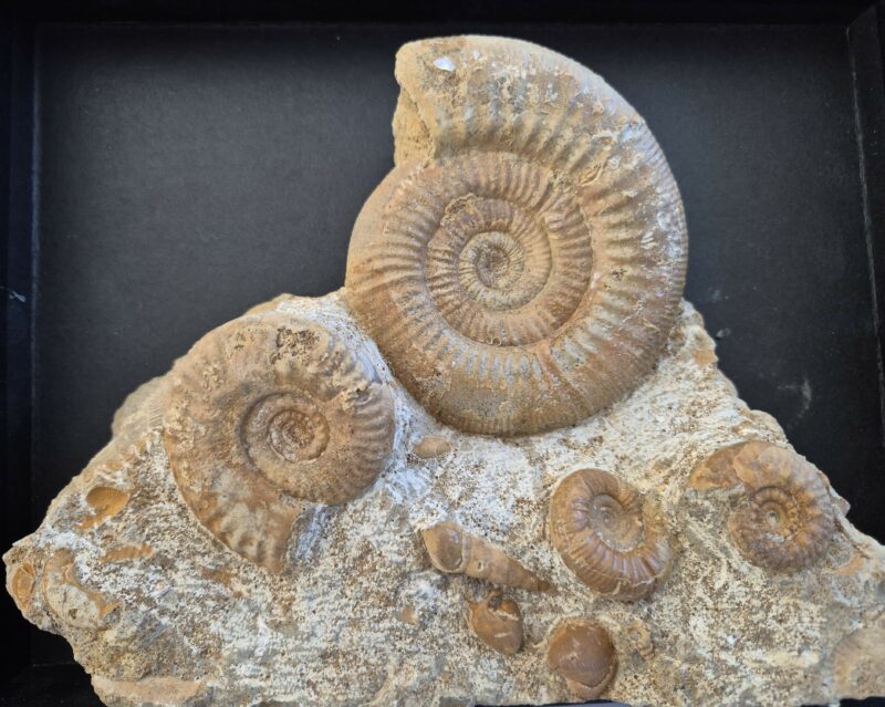 Choffatia Hecticoceras Eocoptycius