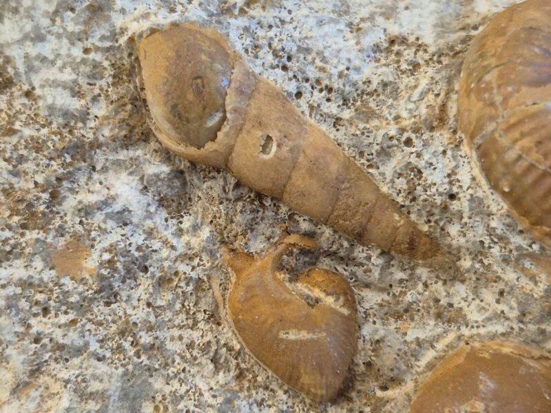 Choffatia ecticoceras eocoptycius