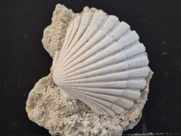 Pecten jacobus