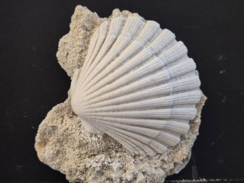 Pecten jacobus