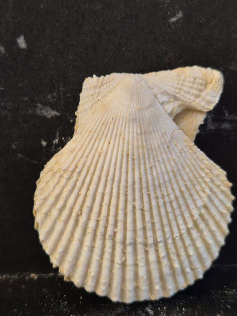 Chlamys varia