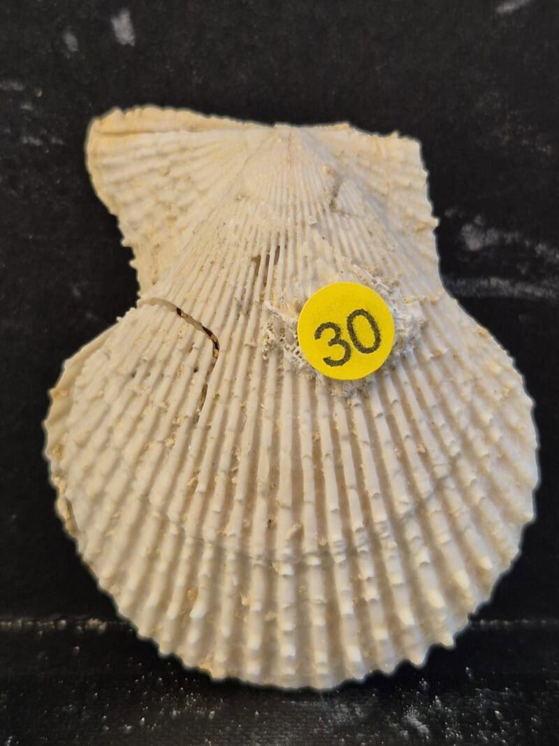 Chlamys varia
