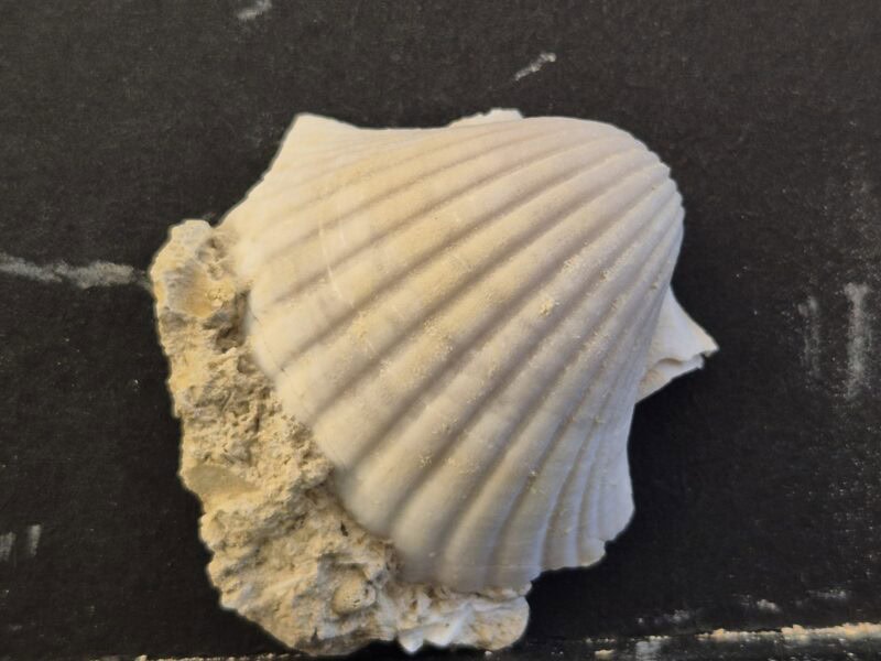 Pecten josslingui