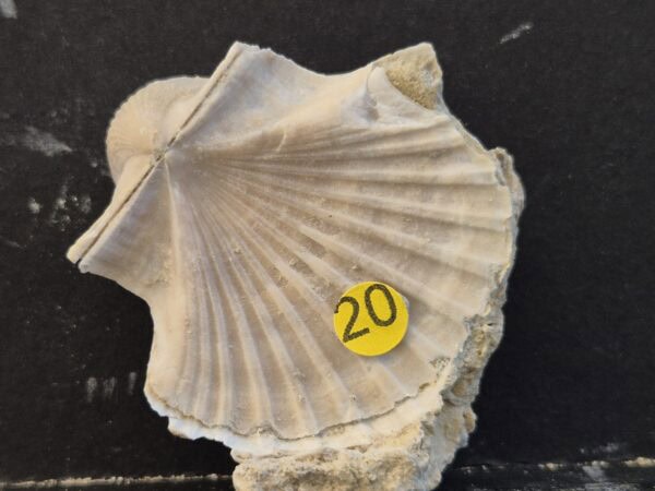 Pecten josslingui