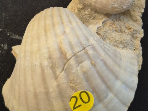 Pecten josslingui Burdigalien