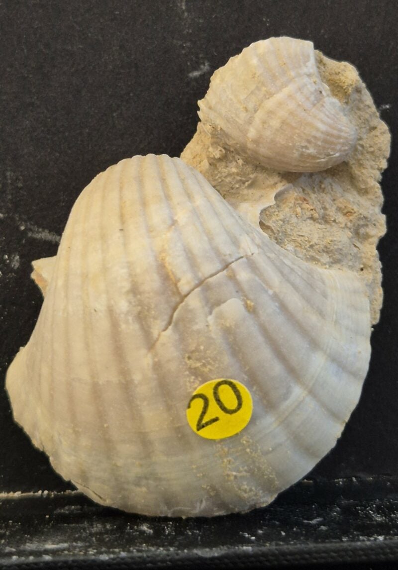 Pecten josslingui Burdigalien