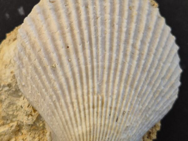 Chlamys varia Pliocène