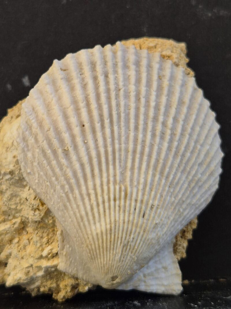 Chlamys varia Pliocène