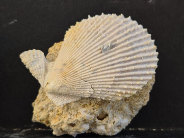 Chlamys Pliocène