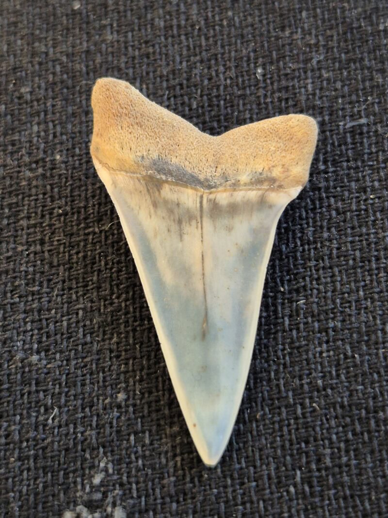 Isurus hastalis USA