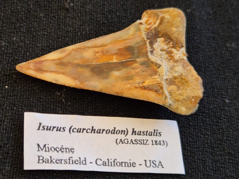 Isurus hastalis Californie