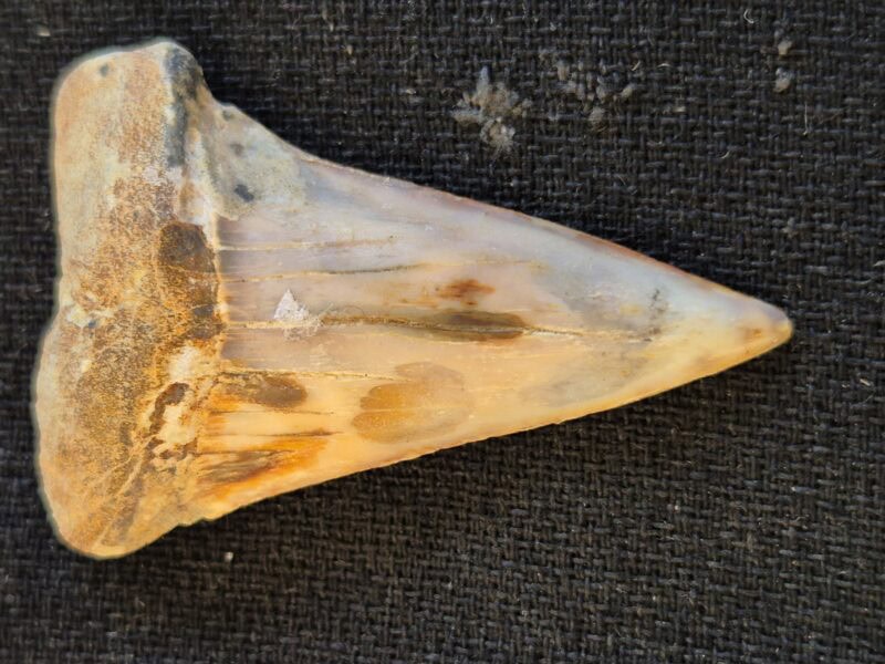 Isurus hastalis Californie