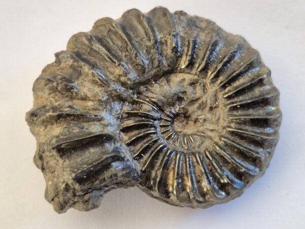 Arieticeras sp