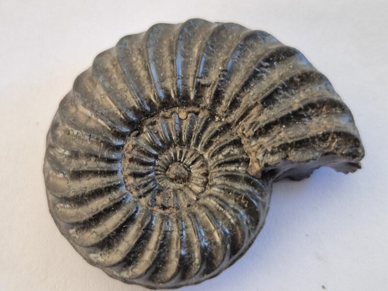 Arieticeras algovianum