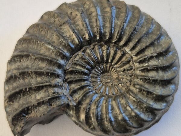 Arieticeras algovianum