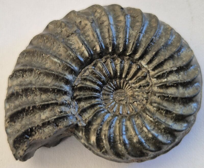 Arieticeras algovianum