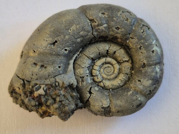 Alocolytoceras