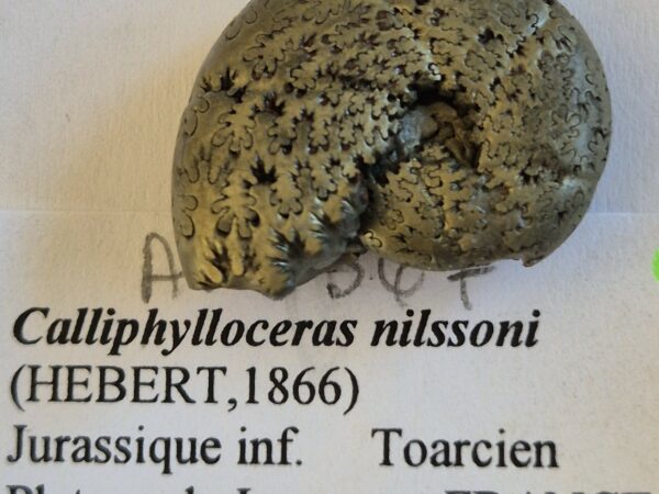 Callyphylloceras