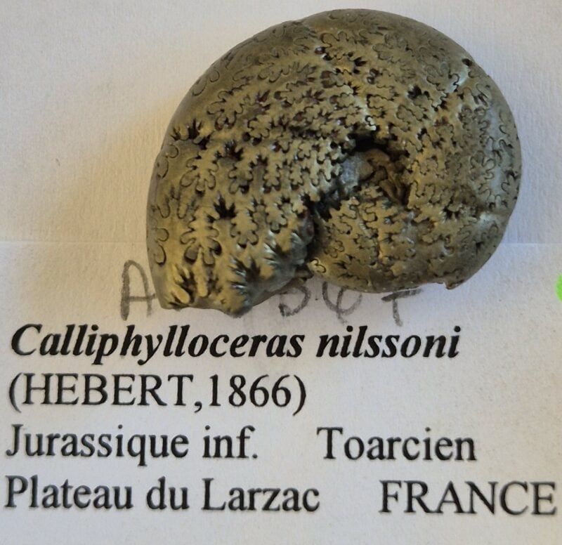 Callyphylloceras
