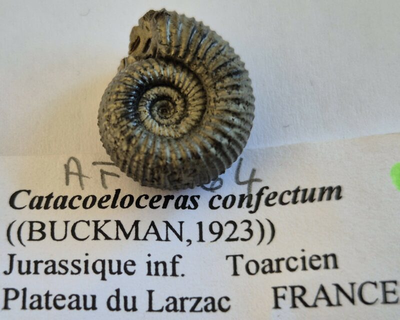 Catacoeloceras