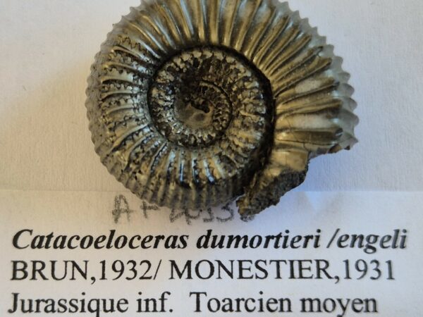 Catacoeloceras dumortieri