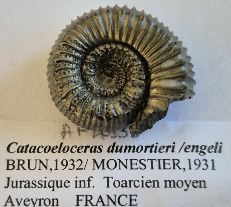 Catacoeloceras dumortieri