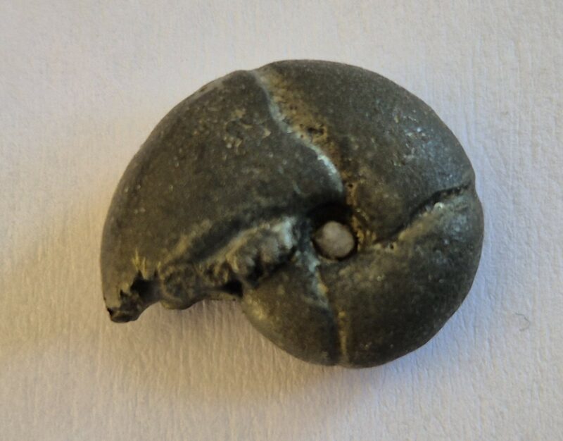 Holcophylloceras guettardi