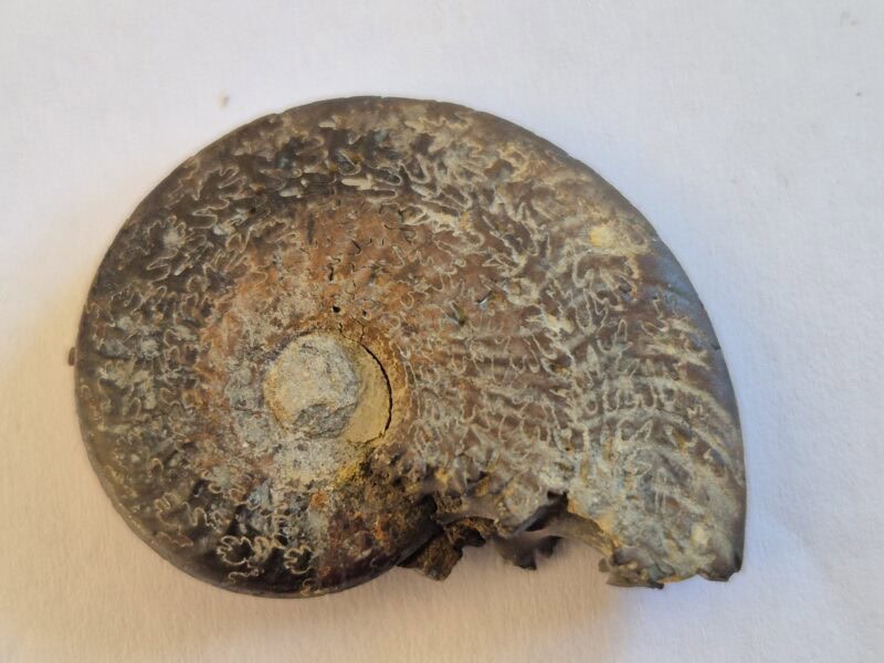 Harpoceras pyritisée