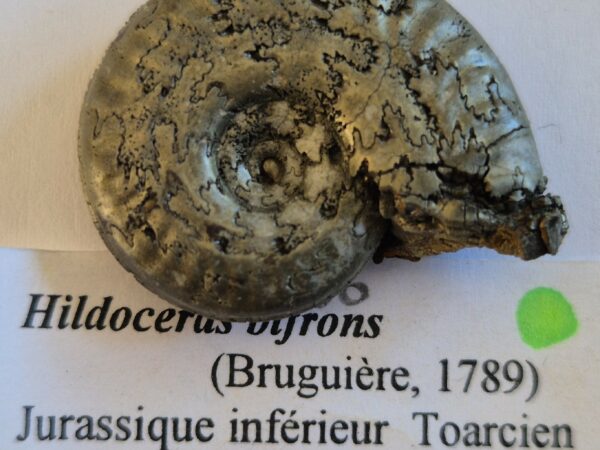 Hildoceras pyritisée
