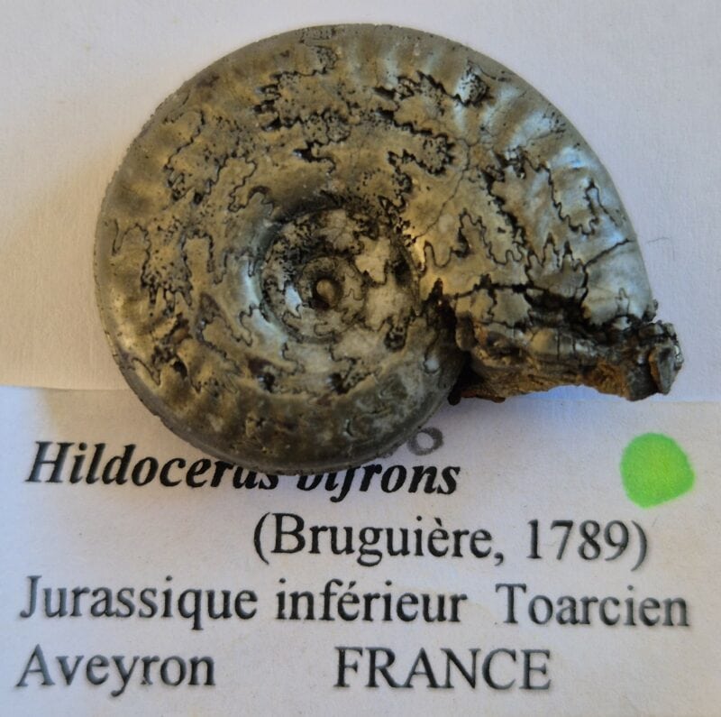 Hildoceras pyritisée