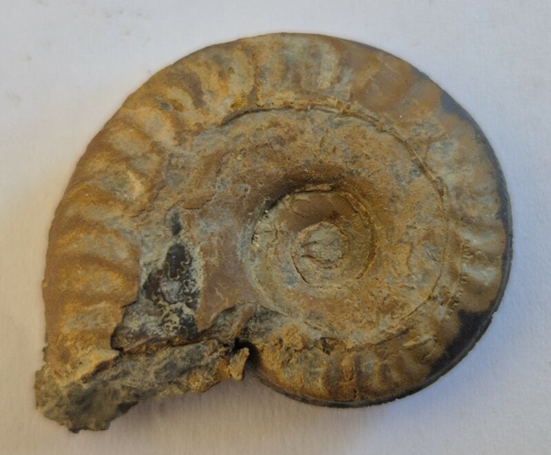 Hildoceras pyritisée