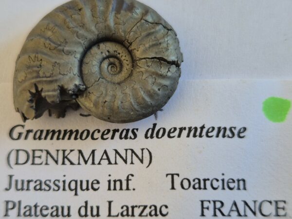 Grammoceras doerntense