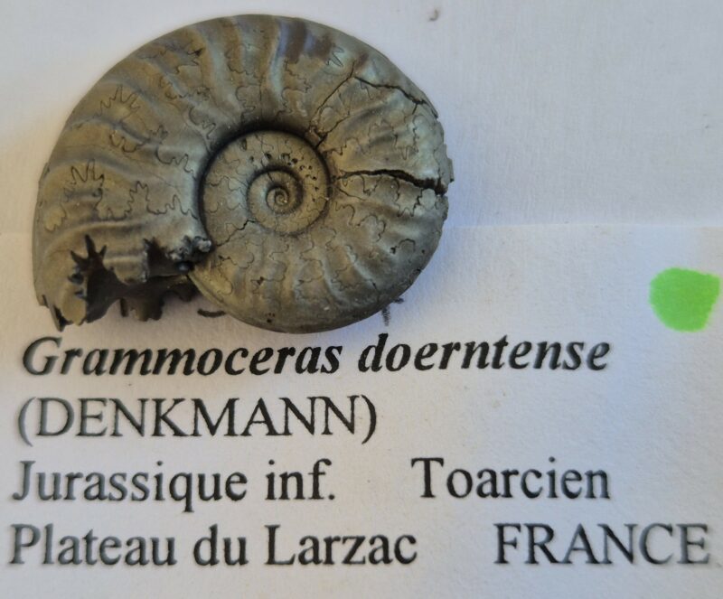 Grammoceras doerntense