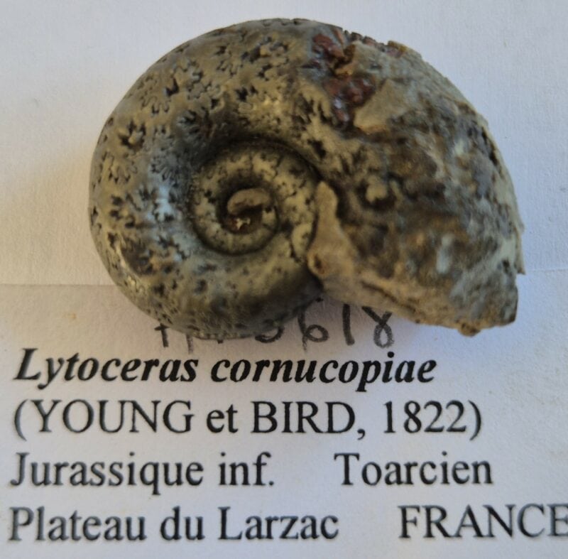 Lytoceras cornucopiae pyritisée