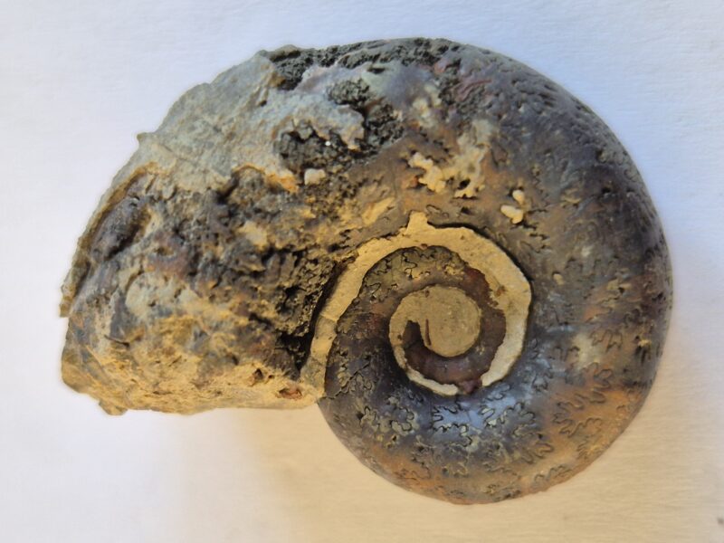 Lytoceras cornucopiae pyritisée