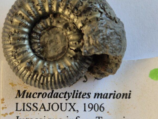 Mucrodactylites marioni