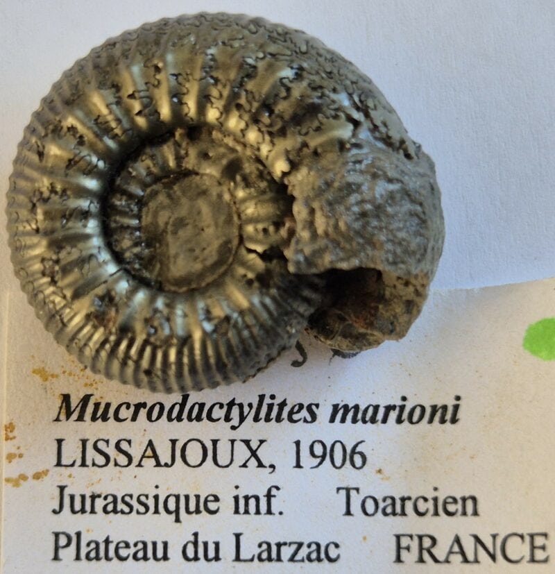 Mucrodactylites marioni