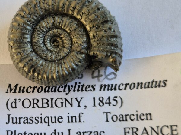 Mucrodactylites mucronatus