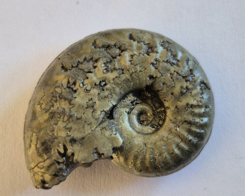 Osperleioceras beauzilense