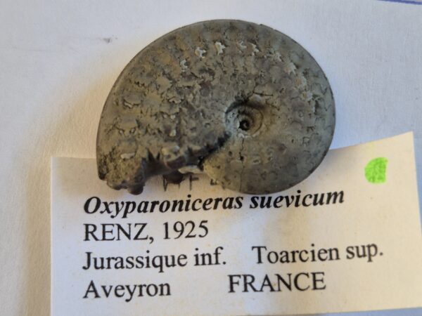 Oxyparoniceras suevicum