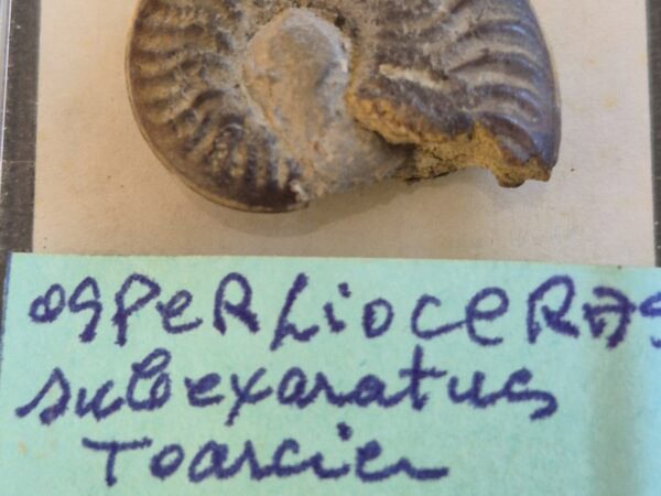 Osperlioceras subexaratus