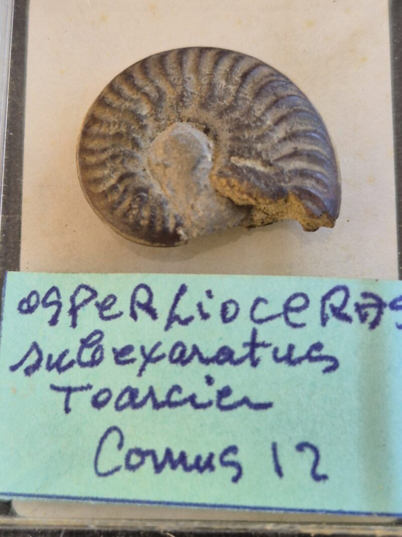 Osperlioceras subexaratus