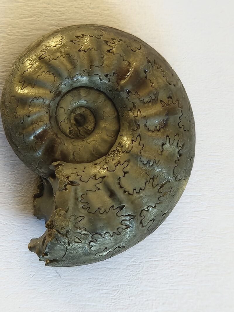 Pleydellia paucicostata