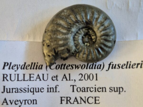 Pleydellia fusilieri