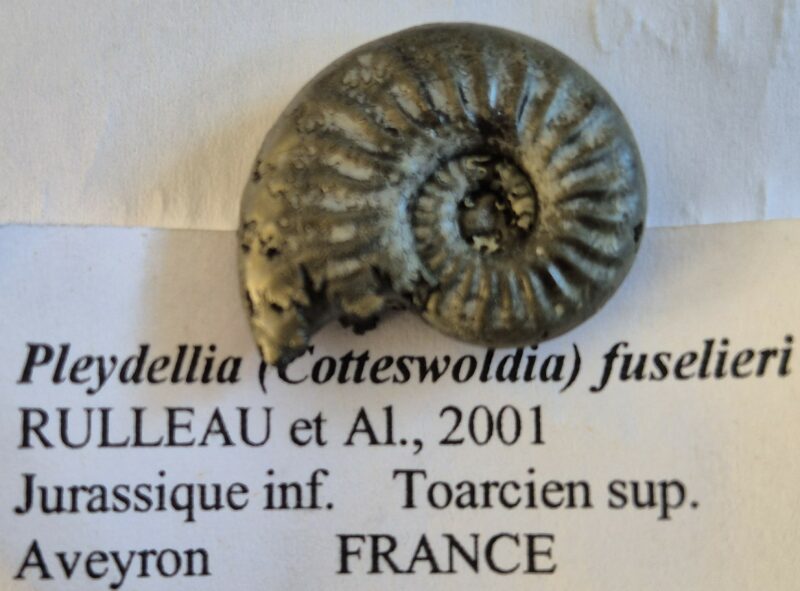 Pleydellia fusilieri