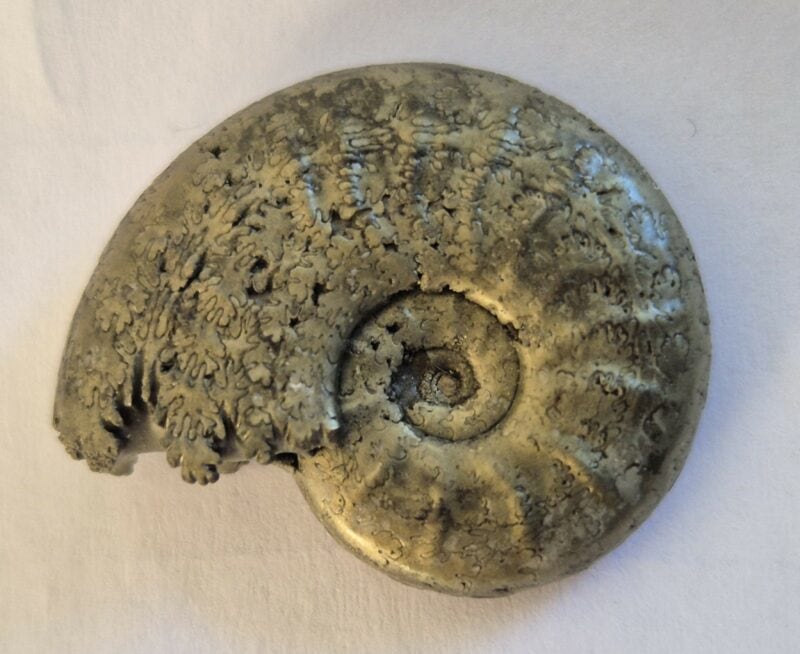 Pseudogrammoceras pyritisée