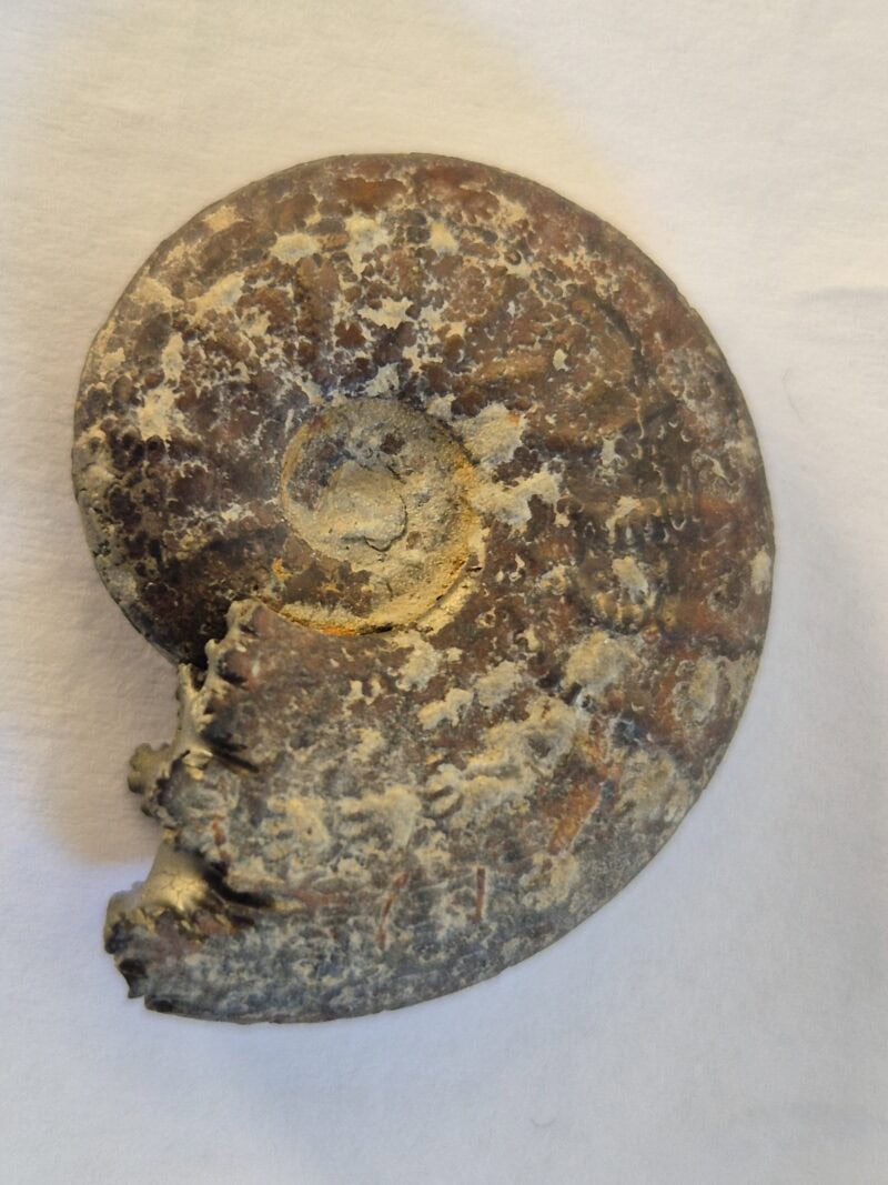 Pseudogrammoceras pyritisée